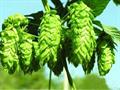 Humulus Lupulus